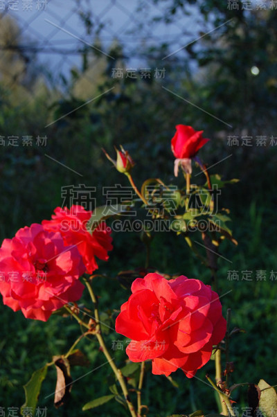 玫瑰