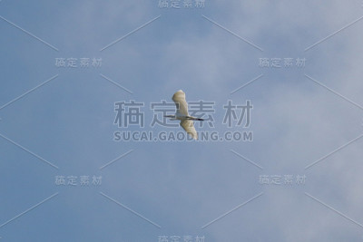大白鹭从头顶飞过