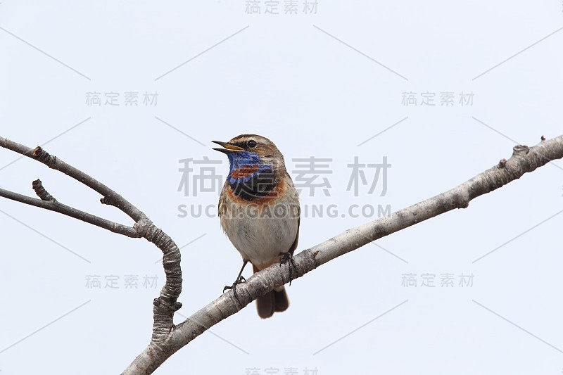 布劳凯尔琴 （卢西尼亚斯韦西卡） 诺韦根