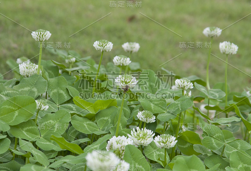 蜜蜂和白色野花