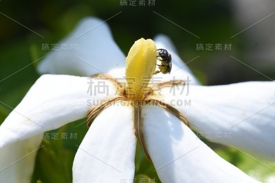 栀子花。