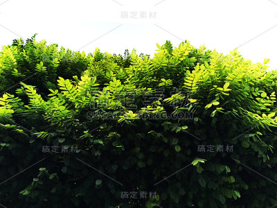 绿叶背景孤立