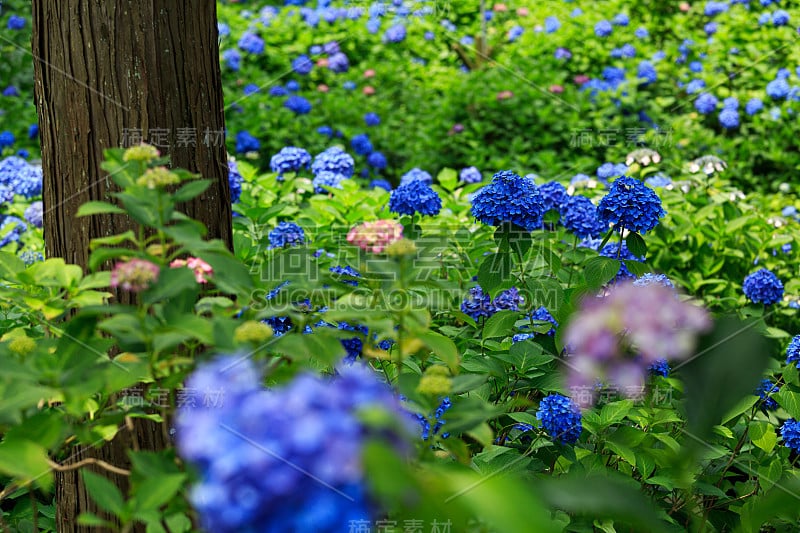 绣球花在花园里盛开