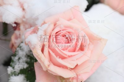 粉红色的玫瑰在雪中