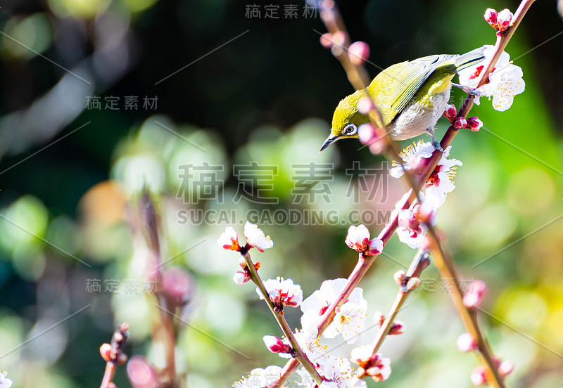 梅花花鸟。日本春色