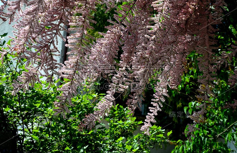 园丁们在城市里种植植物，用一些精致的东西迅速填充空间。这种柔软来自于新鲜的绿色的针状小叶子。