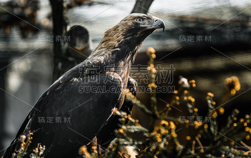 东方帝国鹰