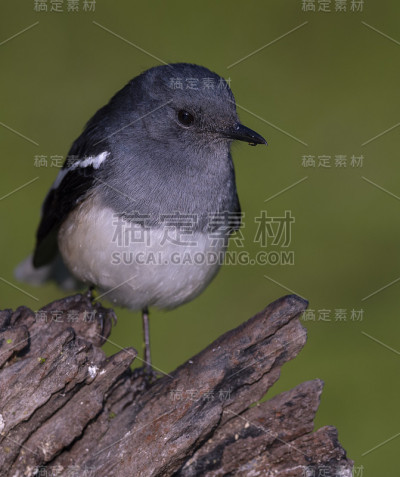 罗宾鸟