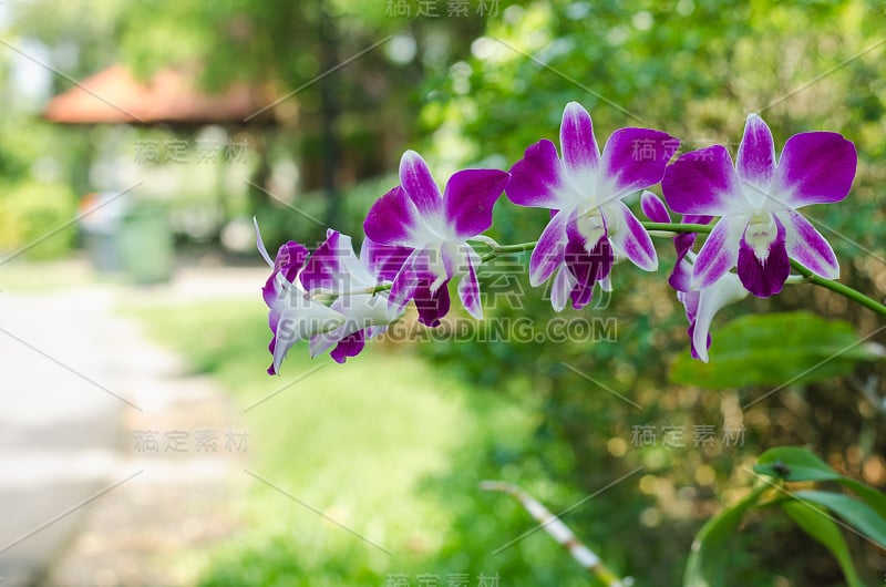 美丽的兰花花和绿色的叶子与绿色的背景，在公园里，大自然的花皇后。