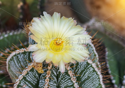 有长刺的仙人掌