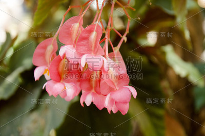 粉红色和红色花朵的运动
