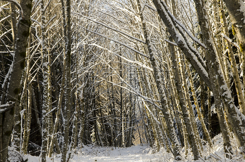 雪林