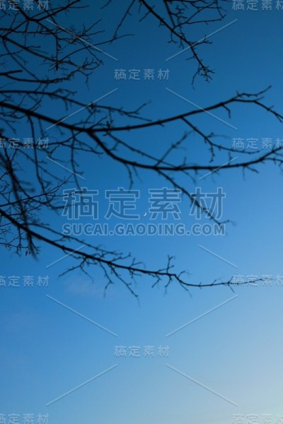 分支机构
