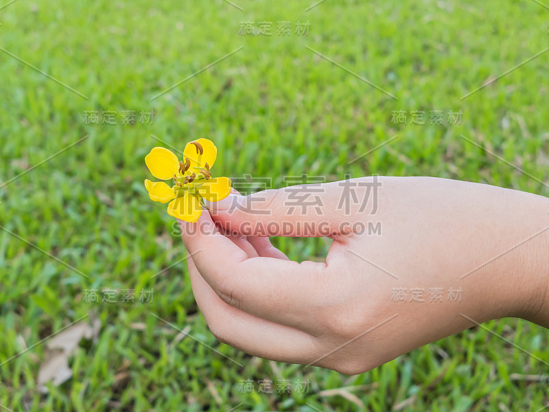 手捧着小黄花