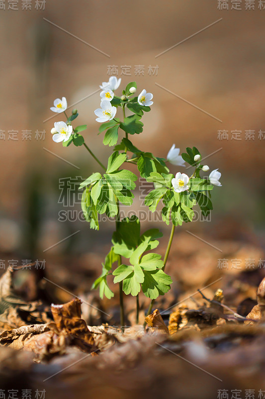 假银莲花或异核银莲花，似白色银莲花，早春生长于林地的欧洲植物，毛茛科，原产于欧亚大陆。