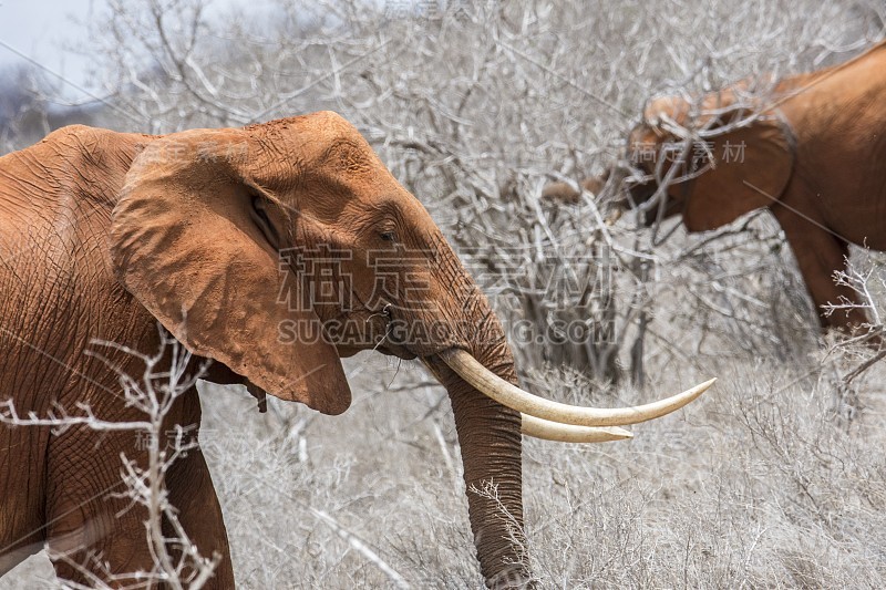 非洲大象- Tsavo East，肯尼亚