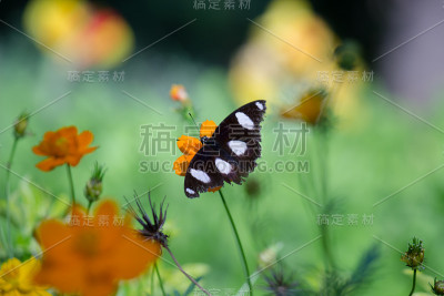 Eggfly蝴蝶