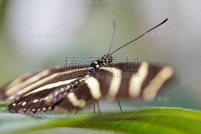 斑马Longwing