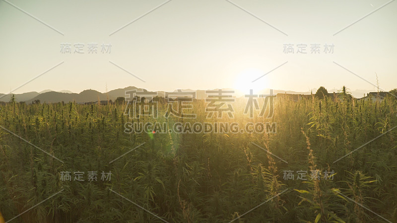 在户外大麻农场种植大麻