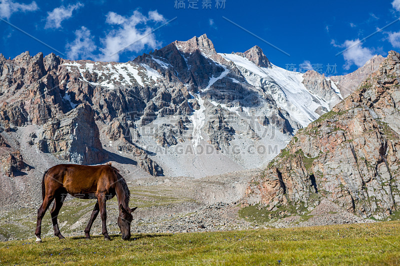 在阳光明媚的日子里，在高高的雪山里放牧马