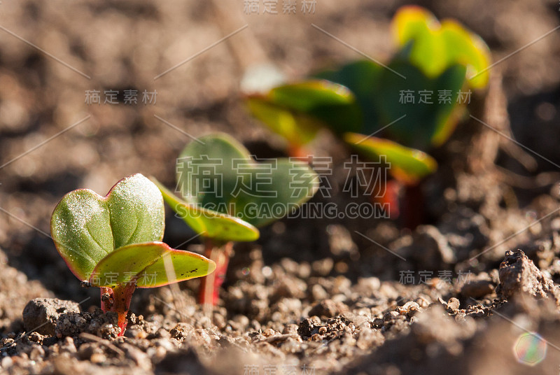 早春在花园里生长的小萝卜