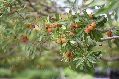 月桂树的果实