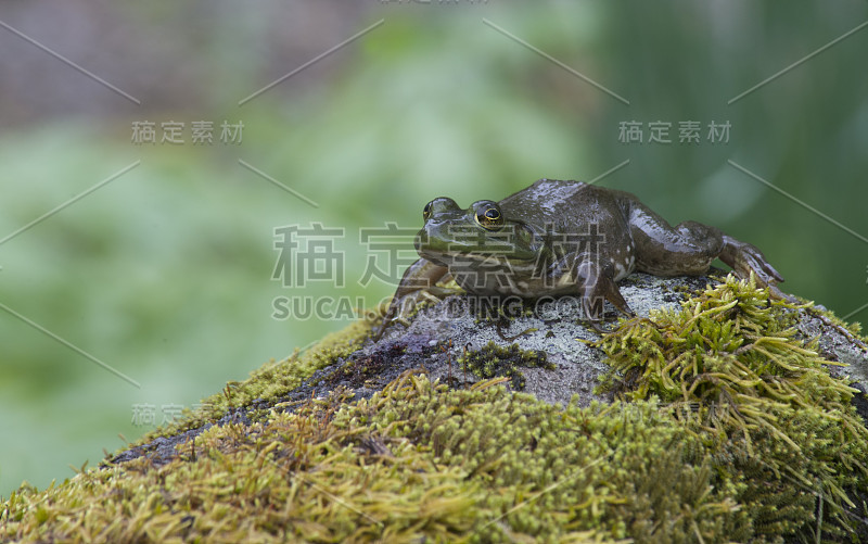 小青蛙躺在长满苔藓的岩石上。