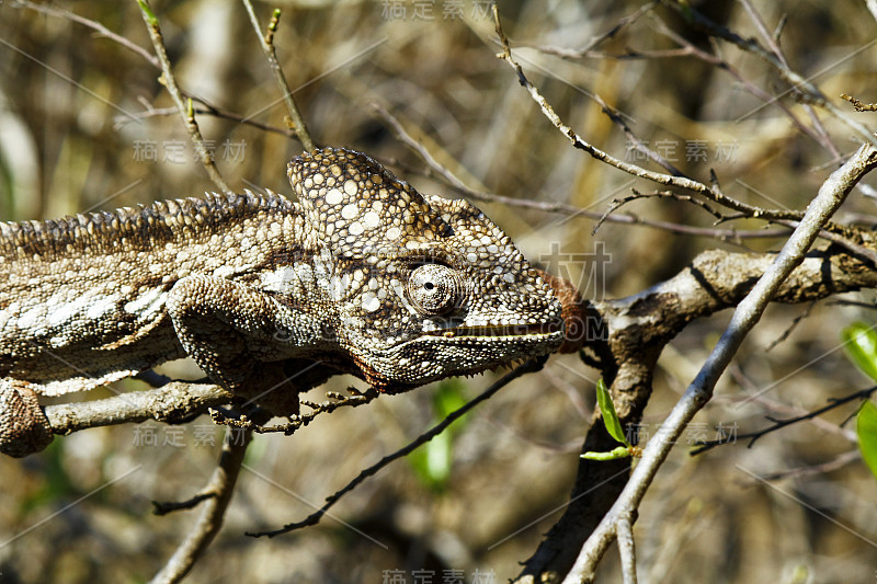 乌斯塔雷变色龙(Furcifer Oustaleti) -稀有马达加斯加恩德