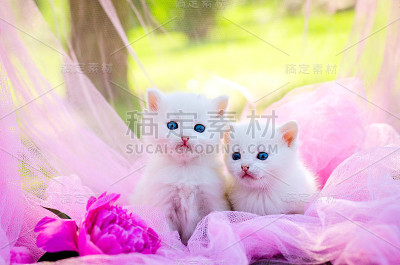 小猫,户外