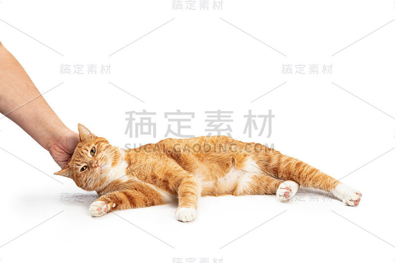 手抚摸橙色虎斑猫的人