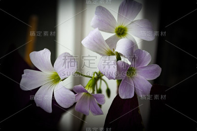近白花