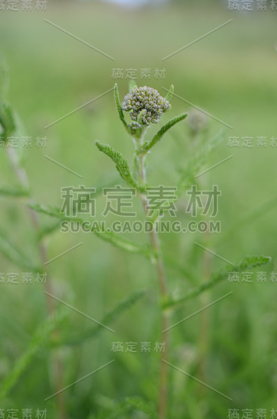 特写草