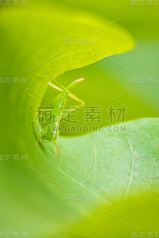 地中海绒茧蜂，橡丛蟋蟀或鼓叶蝈蝈，