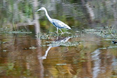 Blue Heron