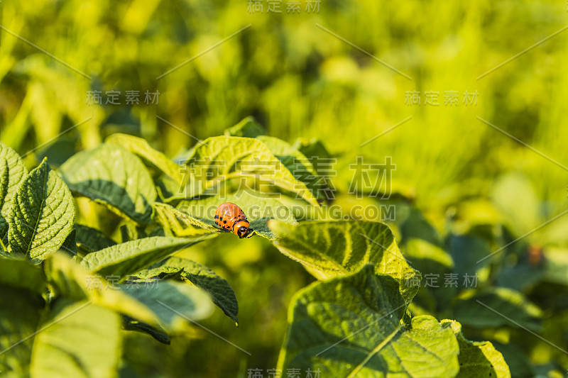 科罗拉多甲虫幼虫。