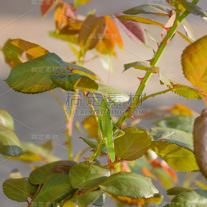 在自然栖息地的蝗虫。Photohunting