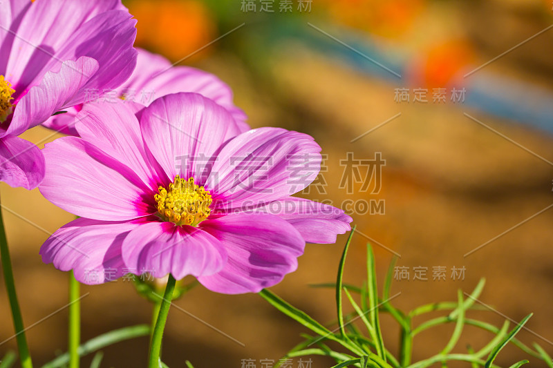 花园里的宇宙花