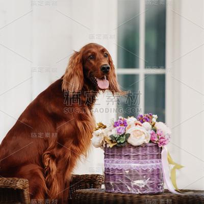 爱尔兰猎犬肖像与花篮