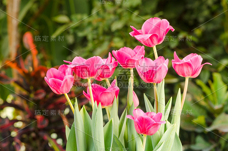 花园里的郁金香在暖房里沐浴着春天的阳光