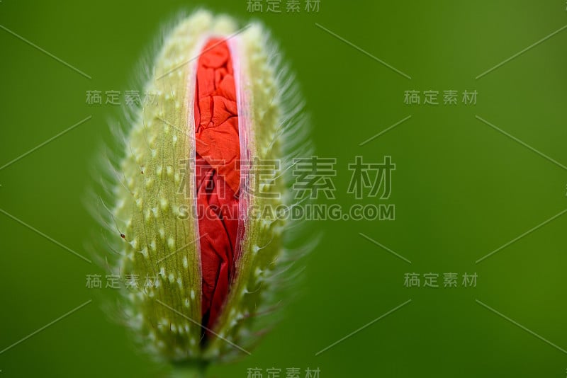 田野里的罂粟花