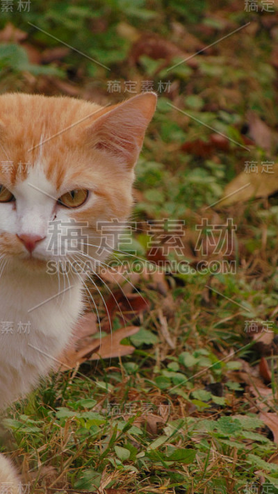 橙色和白色的猫在草地上