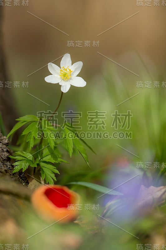 木银莲花(anemone nemorosa):阴木中的白色银莲花，毛茛科毛茛科的早春花。风花，针茅或