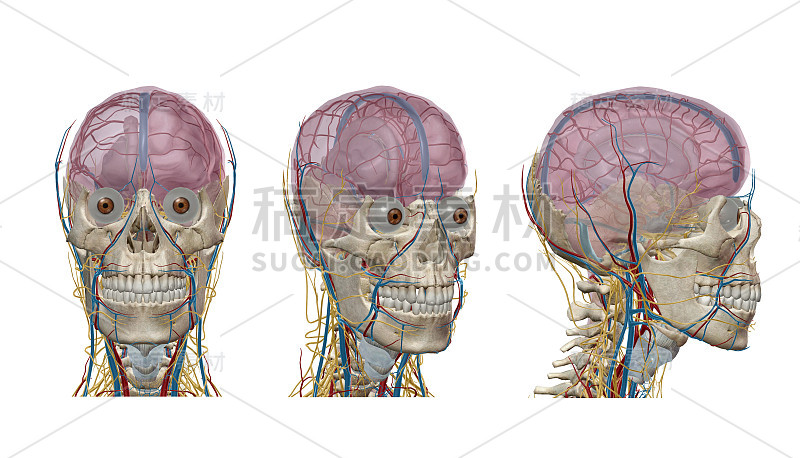 人体解剖学、骨骼和器官。3d渲染，癌症，疼痛和传染病。病毒爆发