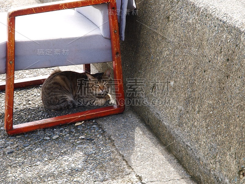 巷子后面的流浪猫