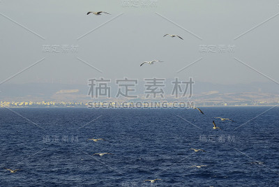 希腊,鸟,