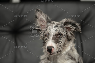 小狗边境牧羊犬梅尔