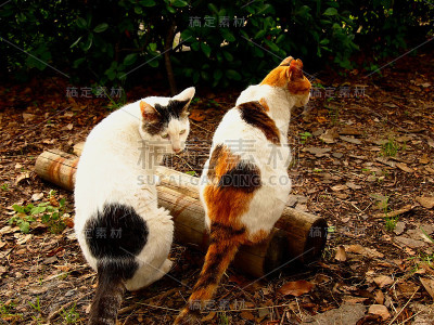两只猫