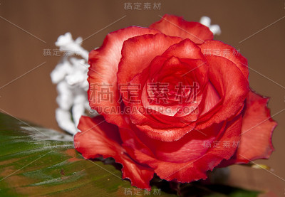情人节