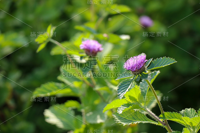 特写巴西钮扣花在晨光。