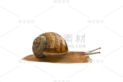 花园蜗牛